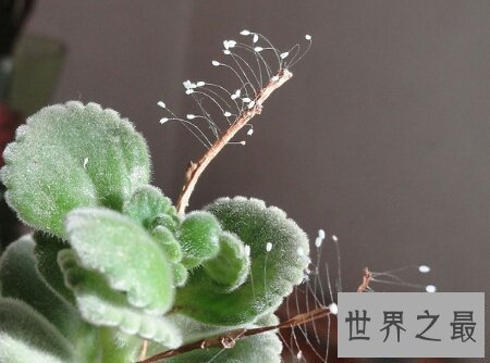 【图】花之品味  被尊称为佛家花的花优昙婆罗花