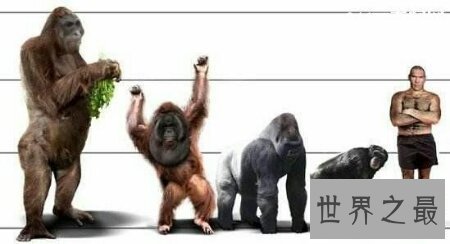 【图】巨猿有几个品种 每个品种都有哪些特点及习性