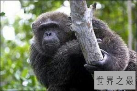 【图】巨猿有几个品种 每个品种都有哪些特点及习性