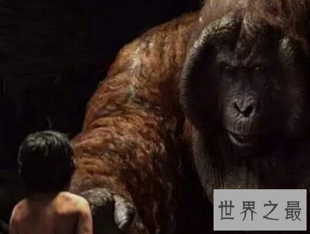 【图】巨猿有几个品种 每个品种都有哪些特点及习性