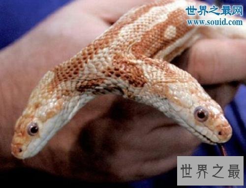 【图】蛇电影大全，关于蛇的奇特电影