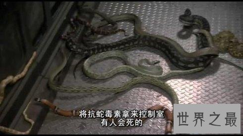 【图】蛇电影大全，关于蛇的奇特电影