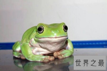 【图】咱们应该怎样样去养养娃蛙人的现实抉择老爷树