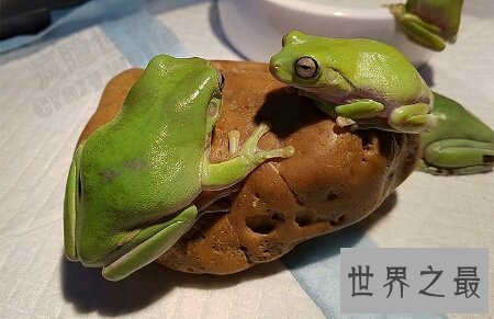 【图】咱们应该怎样样去养养娃蛙人的现实抉择老爷树