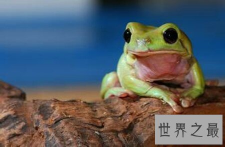 【图】咱们应该怎样样去养养娃蛙人的现实抉择老爷树