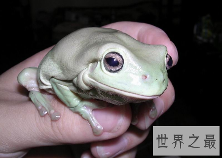 【图】咱们应该怎样样去养养娃蛙人的现实抉择老爷树