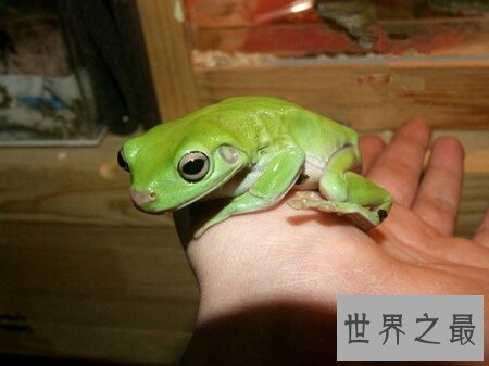 【图】咱们应该怎样样去养养娃蛙人的现实抉择老爷树