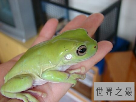 【图】咱们应该怎样样去养养娃蛙人的现实抉择老爷树