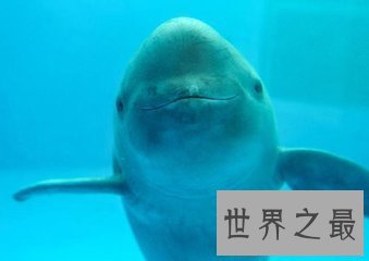 【图】世界珍稀动物有很多 白鳍豚就是其中一种 那么白