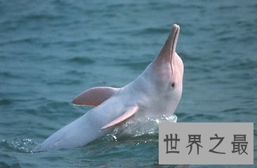 【图】世界珍稀动物有很多 白鳍豚就是其中一种 那么白