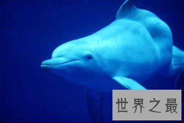 【图】世界珍稀动物有很多 白鳍豚就是其中一种 那么白