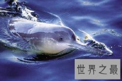 【图】世界珍稀动物有很多 白鳍豚就是其中一种 那么白