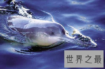【图】世界珍稀动物有很多 白鳍豚就是其中一种 那么白