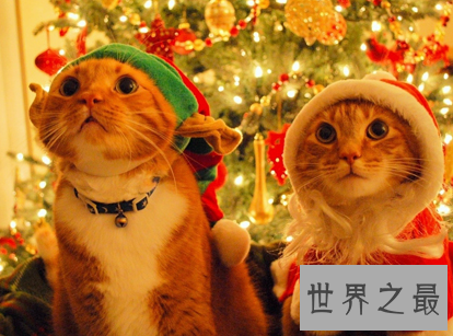 【图】 如今很多年轻人青睐过东方的节日 中国圣诞节怎