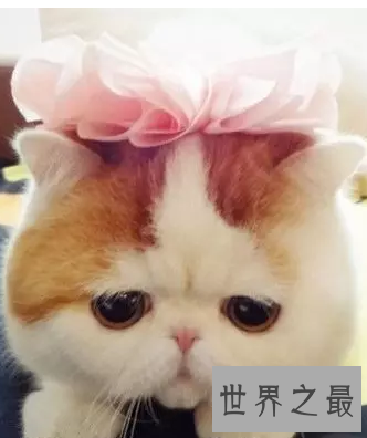 【图】天使脸孔魔鬼身体事实迷你版加菲猫红小胖snoo