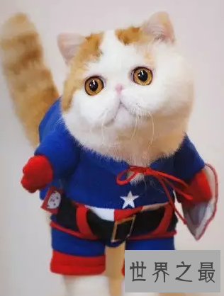 【图】天使脸孔魔鬼身体事实迷你版加菲猫红小胖snoo