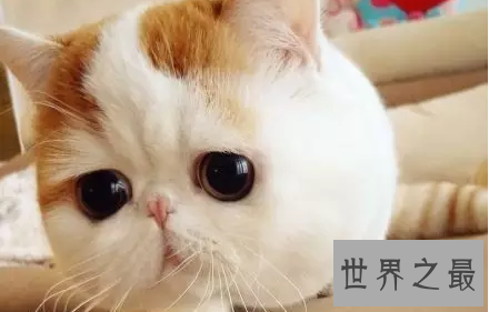 【图】天使脸孔魔鬼身体事实迷你版加菲猫红小胖snoo