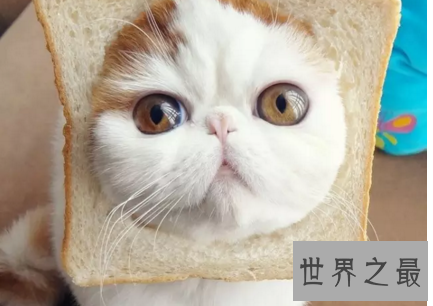 【图】天使脸孔魔鬼身体事实迷你版加菲猫红小胖snoo