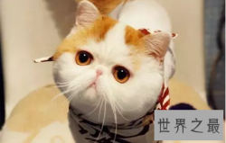 【图】天使面孔魔鬼身材现实迷你版加菲猫红小胖snoo