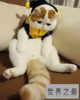 【图】天使脸孔魔鬼身体事实迷你版加菲猫红小胖snoo