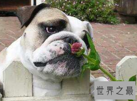 【图】世界上最搞笑的笑话绝对让你笑破肚子的风趣