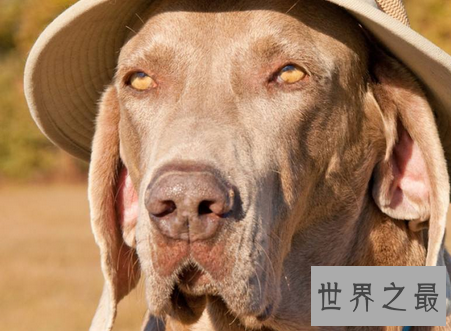 【图】世界上最搞笑的笑话绝对让你笑破肚子的风趣