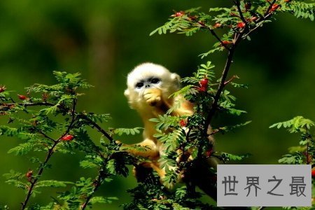 【图】由古至今 关于猴的成语有很多 你知道它们的由来