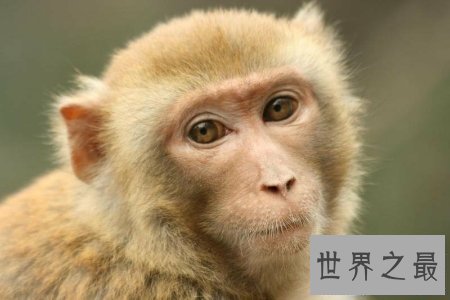 【图】由古至今 关于猴的成语有很多 你知道它们的由来