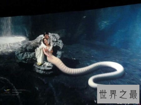 【图】蛇片有很多种 里面有很多美女哦