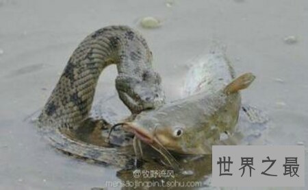 【图】关于蟒蛇的电影都有哪些 美国的有吗