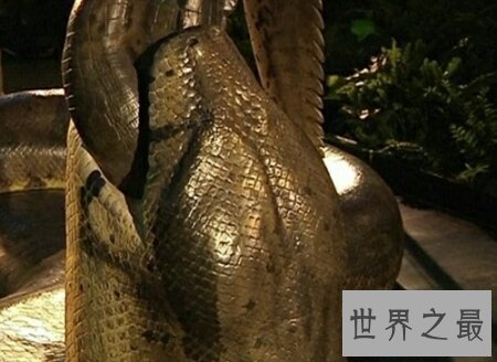 【图】关于蟒蛇的电影都有哪些 美国的有吗