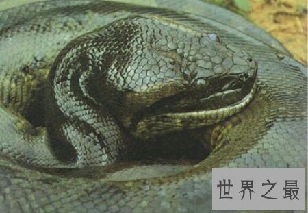 【图】关于蟒蛇的电影都有哪些 美国的有吗