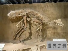 【图】恐龙化石图片可以说是很逼真了 让人感到害怕