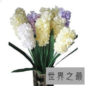 【图】纸藤花这个可能不断绽开摆在家里的花快来学学