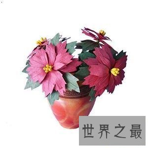 【图】纸藤花这个可能不断绽开摆在家里的花快来学学