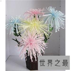 【图】纸藤花这个可能不断绽开摆在家里的花快来学学