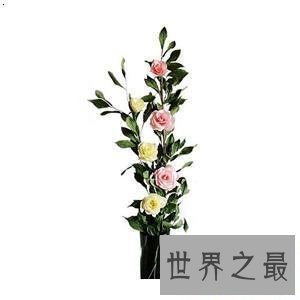 【图】纸藤花这个可能不断绽开摆在家里的花快来学学