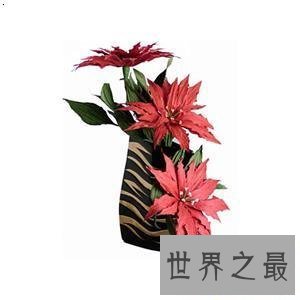 【图】纸藤花这个可能不断绽开摆在家里的花快来学学