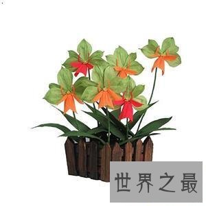 【图】纸藤花这个可能不断绽开摆在家里的花快来学学