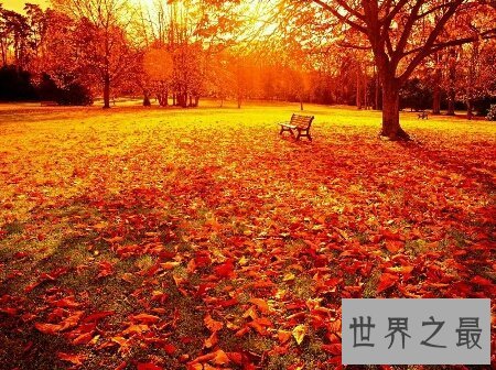 【图】看看我整顿的刻画秋天的句子你相中了哪些句子