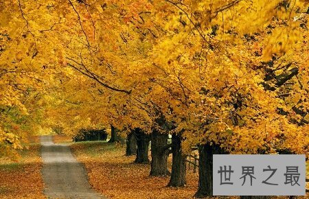 【图】看看我整顿的刻画秋天的句子你相中了哪些句子