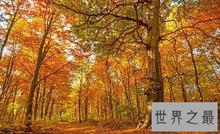 【图】看看我整顿的刻画秋天的句子你相中了哪些句子