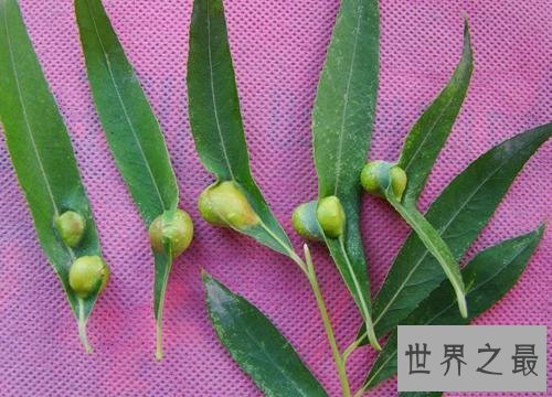 【图】脚气怎样治,水泡型脚气怎样治疗,孕妇得了脚