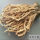 【图】板蓝根的作用和功效，难受怎么办，多喝热水，