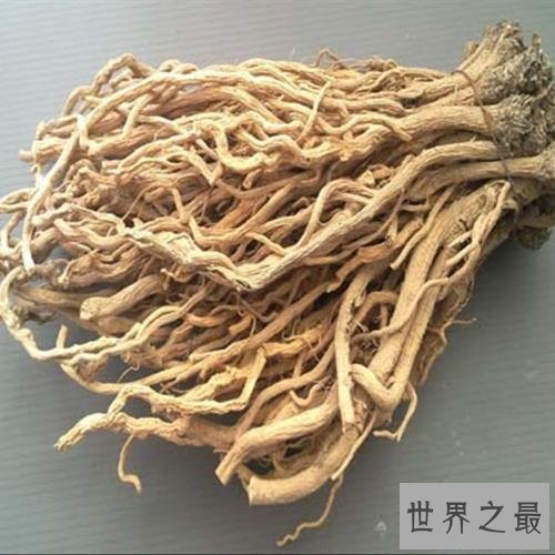 【图】板蓝根的作用和效用，舒服怎样办，多喝热水，