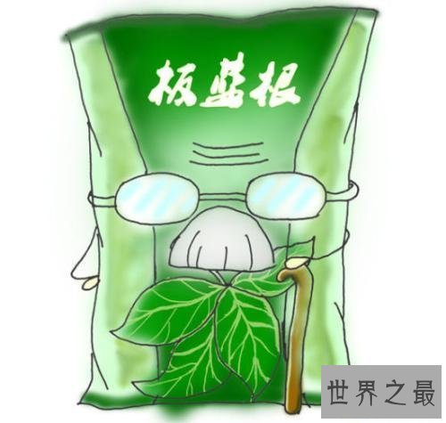 【图】板蓝根的作用和效用，舒服怎样办，多喝热水，