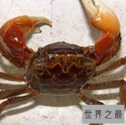 【图】 每天睡觉做梦很失常 梦见螃蟹是吉兆还是凶兆呢