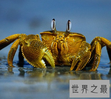 【图】 每天睡觉做梦很失常 梦见螃蟹是吉兆还是凶兆呢