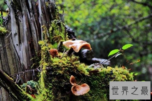 【图】什么菌类好吃还没毒 看了我饿了