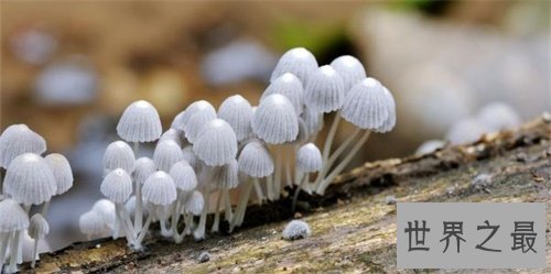 【图】什么菌类好吃还没毒 看了我饿了